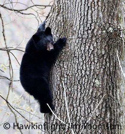 Black Bear