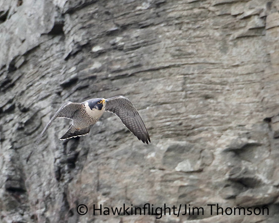 Peregrine Falcon