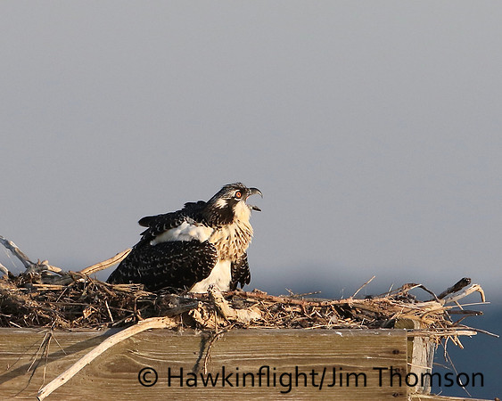Osprey