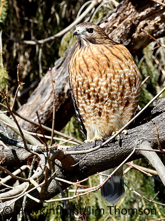 Red-shouldered Hawk