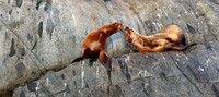 Steller Sea Lion