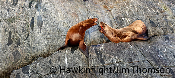 Steller Sea Lion