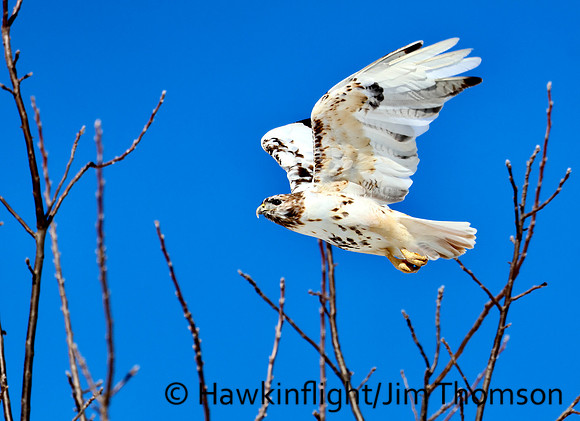 Red-tailed Hawk ( leucistic)