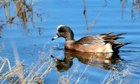 American Wigeon