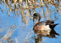 American Wigeon