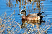 American Wigeon