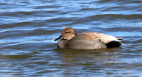 Gadwall