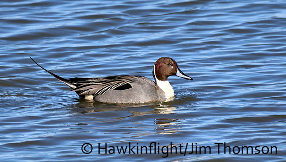 Northern Pintail