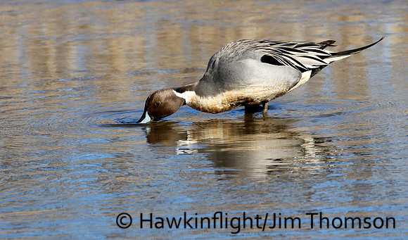 Northern Pintail