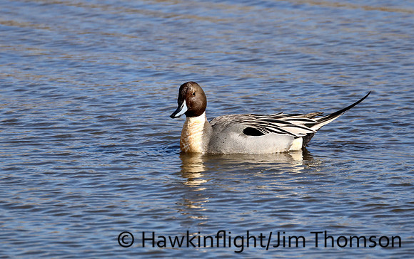 Northern Pintail