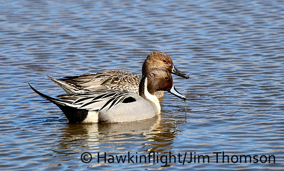 Northern Pintail