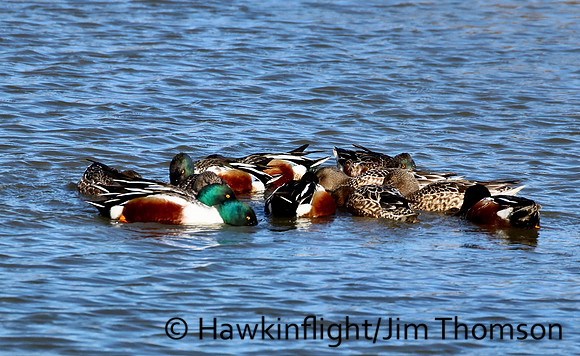 Northern Shoveler