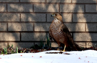 Cooper's Hawk