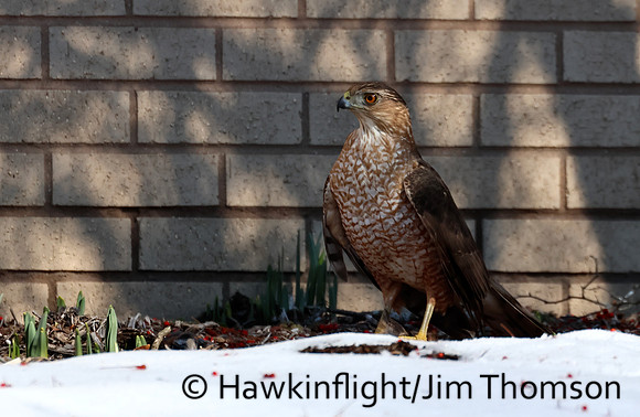 Cooper's Hawk