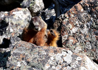 Yellow-Bellied Marmot