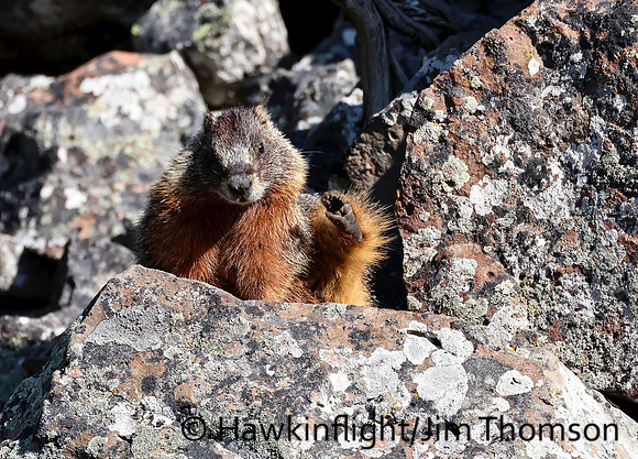 Yellow-Bellied Marmot