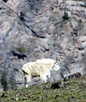 Mountain Goat