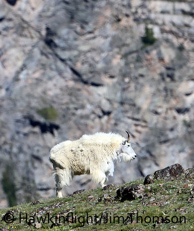 Mountain Goat