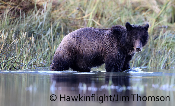 Grizzly Bear