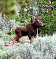 Moose