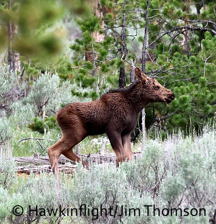 Moose
