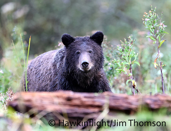 Grizzly Bear