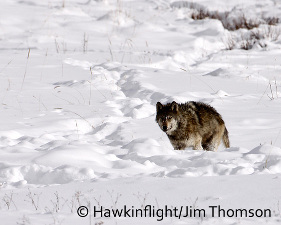 Grey Wolves
