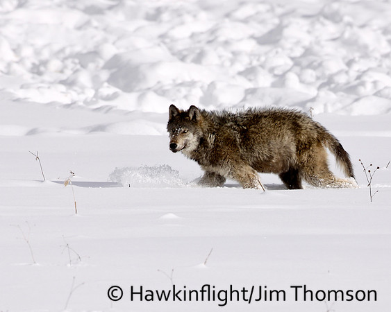 Grey Wolves