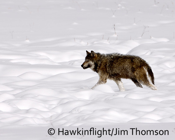 Grey Wolves