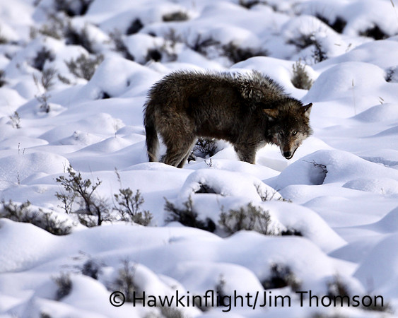 Grey Wolves
