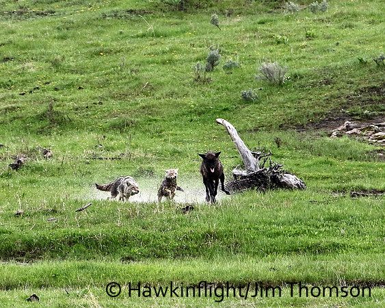 Grey Wolves