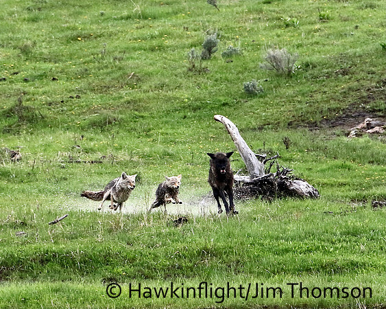 Grey Wolves