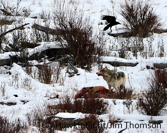 Grey Wolves