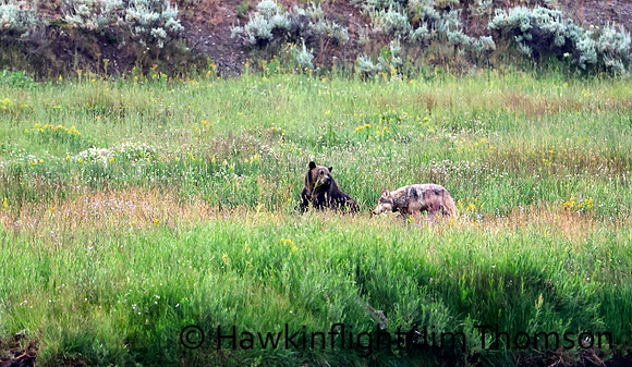 Grey Wolves
