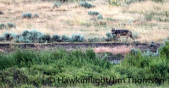 Grey Wolves