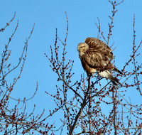 Rough-legged Hawk