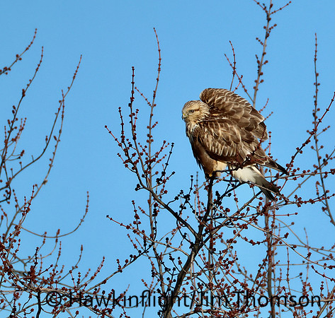 Rough-legged Hawk