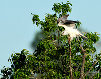 White-tailed Kite