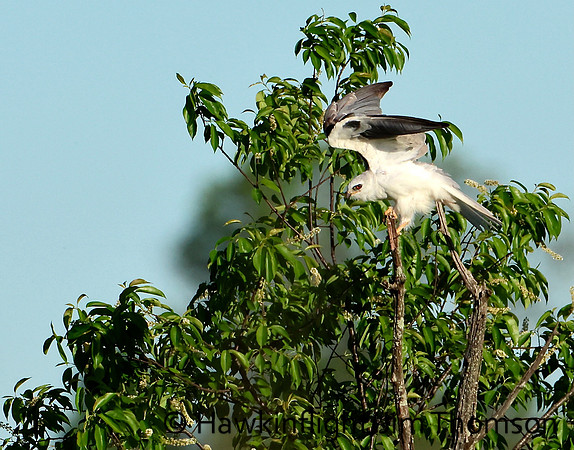 White-tailed Kite