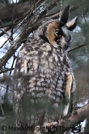 Long-eared Owl