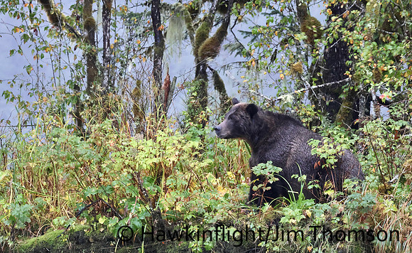Grizzly Bear