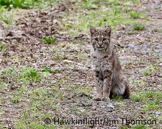 Bobcat