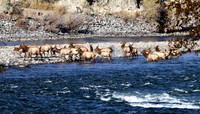 Elk