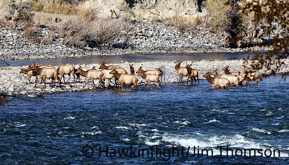 Elk