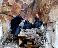 Cliff nesting Ravens- YNP