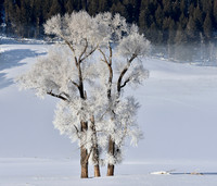 Yellowstone in winter