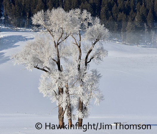 Yellowstone in winter