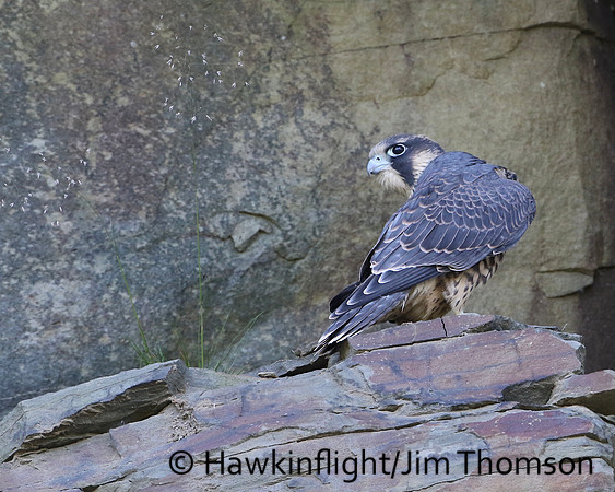 Peregrine Falcon