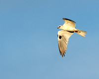 White-tailed Kite