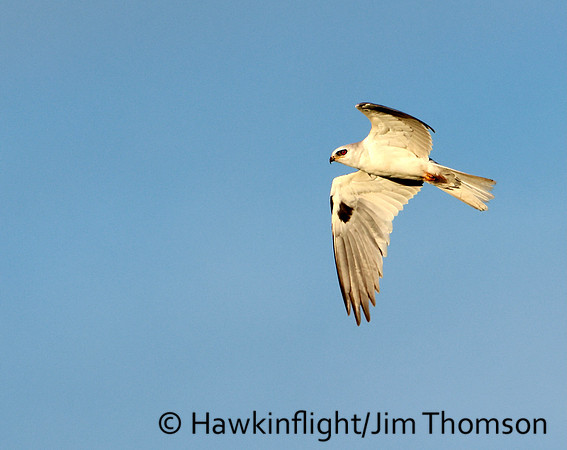 White-tailed Kite